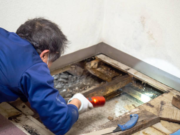 Best Best Mold Removal Companies  in Ferndale, MI