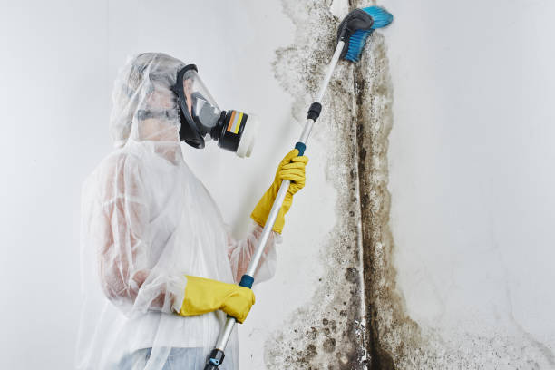 Best Mold Testing  in Ferndale, MI