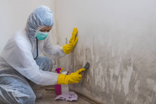 Best Water Damage Restoration  in Ferndale, MI
