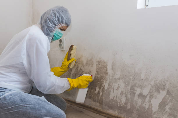 Mold Removal and Inspection in Ferndale, MI