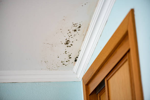 Best Residential Mold Removal  in Ferndale, MI
