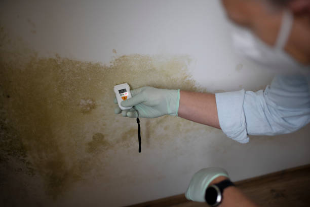 Best Mold Removal Company Near Me  in Ferndale, MI