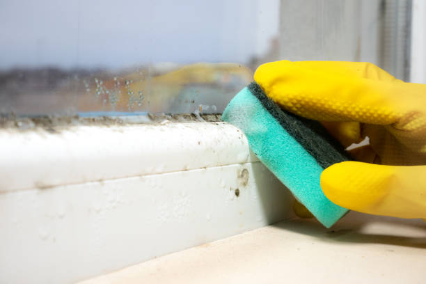 Best Mold Removal Process  in Ferndale, MI