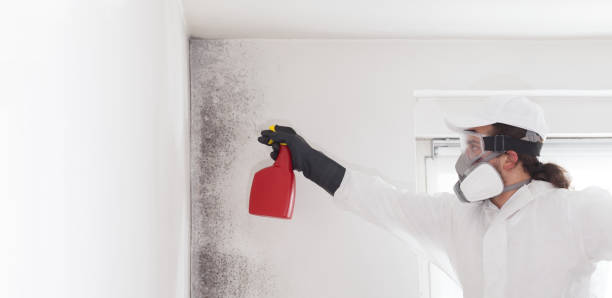 Best Office Mold Removal Services  in Ferndale, MI