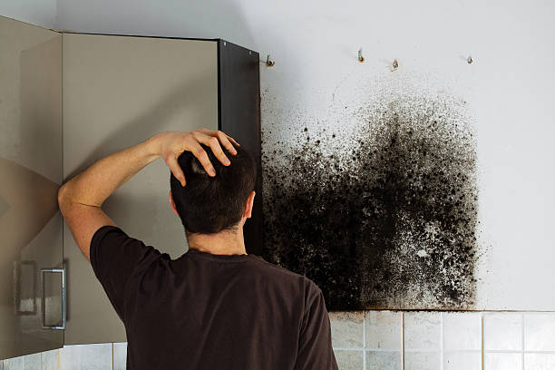 Ferndale, MI Mold Removal Company