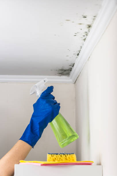 Attic Mold Removal in Ferndale, MI