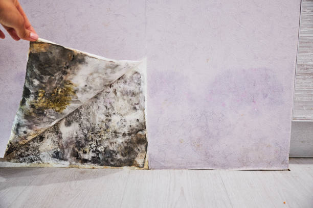 Best Mold Inspection  in Ferndale, MI